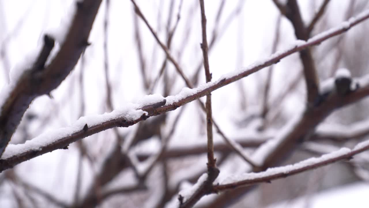 Cherry tree branches covered with a layer of white snow against a blurry background, depicting a chilly winter scene