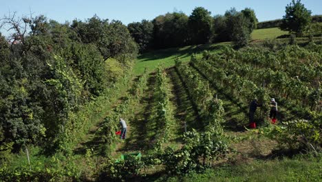 harvesting grapevine in vineyard, aerial view of winery estate in europe, workers pick grapes, aerial view