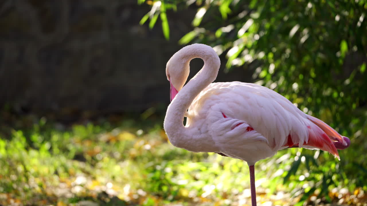 Flamingo in Nature
