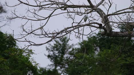 Seen-perched-on-a-branch-of-a-bare-tree-just-before-dark-in-the-forest,-Little-Egret-Egretta-garzetta,-Kaeng-Krachan-National-Park,-Thailand