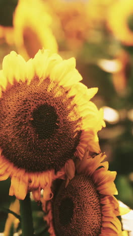 close up shot of two sunflowers in a field