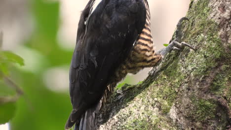 primer plano de un pájaro carpintero de cresta carmesí trepando un árbol en busca de comida, panamá