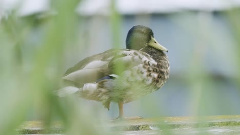 a female duck standing on a wooden harbor near the main ferryport