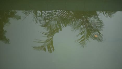 Un-Reflejo-De-Hojas-De-Palmera-En-El-Agua-Moviéndose-Por-El-Viento