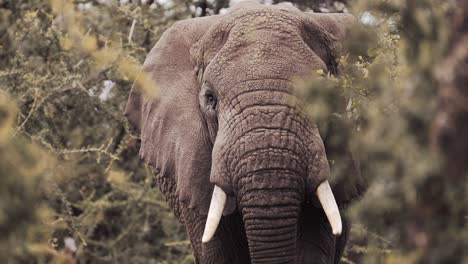 Elefante-Africano-De-Cerca-En-Cámara-Lenta,-Retrato-De-Cerca-En-Un-Bosque-En-El-Parque-Nacional-Serengeti-En-Tanzania-En-áfrica,-Elefantes-Y-árboles-En-Un-Safari-De-Animales-Salvajes-Africanos