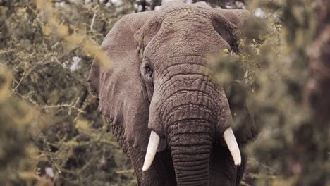 elefante africano de cerca en cámara lenta, retrato de cerca en un bosque en el parque nacional serengeti en tanzania en áfrica, elefantes y árboles en safari de vida silvestre africano animales de juego