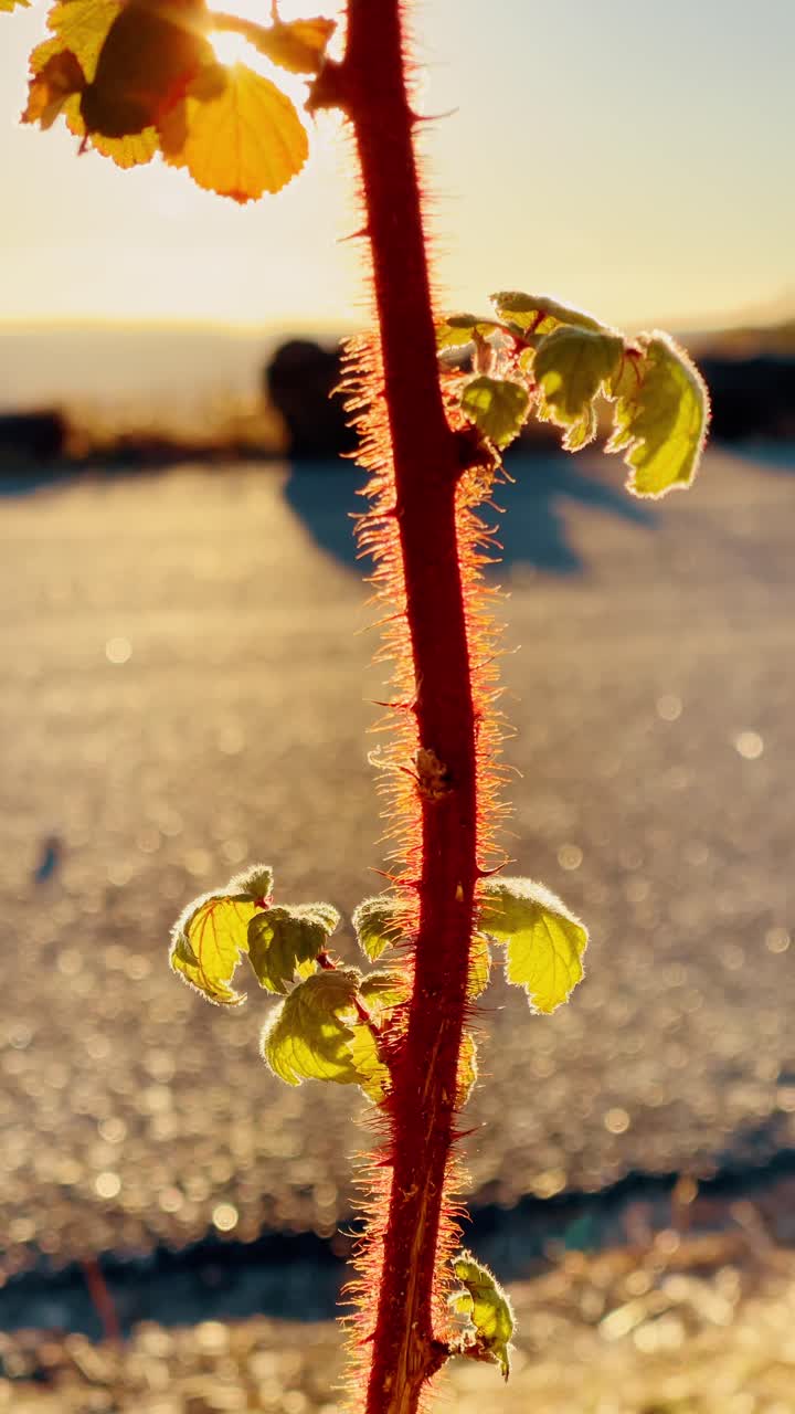 Giovane stelo di pianta con spine alla luce dorata del tramonto. Primo piano di un ramo spinoso con piccole foglie verdi illuminate da una calda retroilluminazione del tramonto.