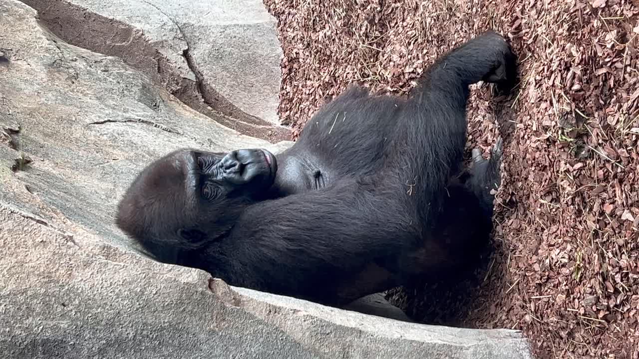 Gorilla africano seduto, appoggiato a una roccia verticale, che sbadiglia annoiato.