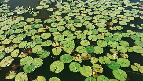 lily pads on a pond