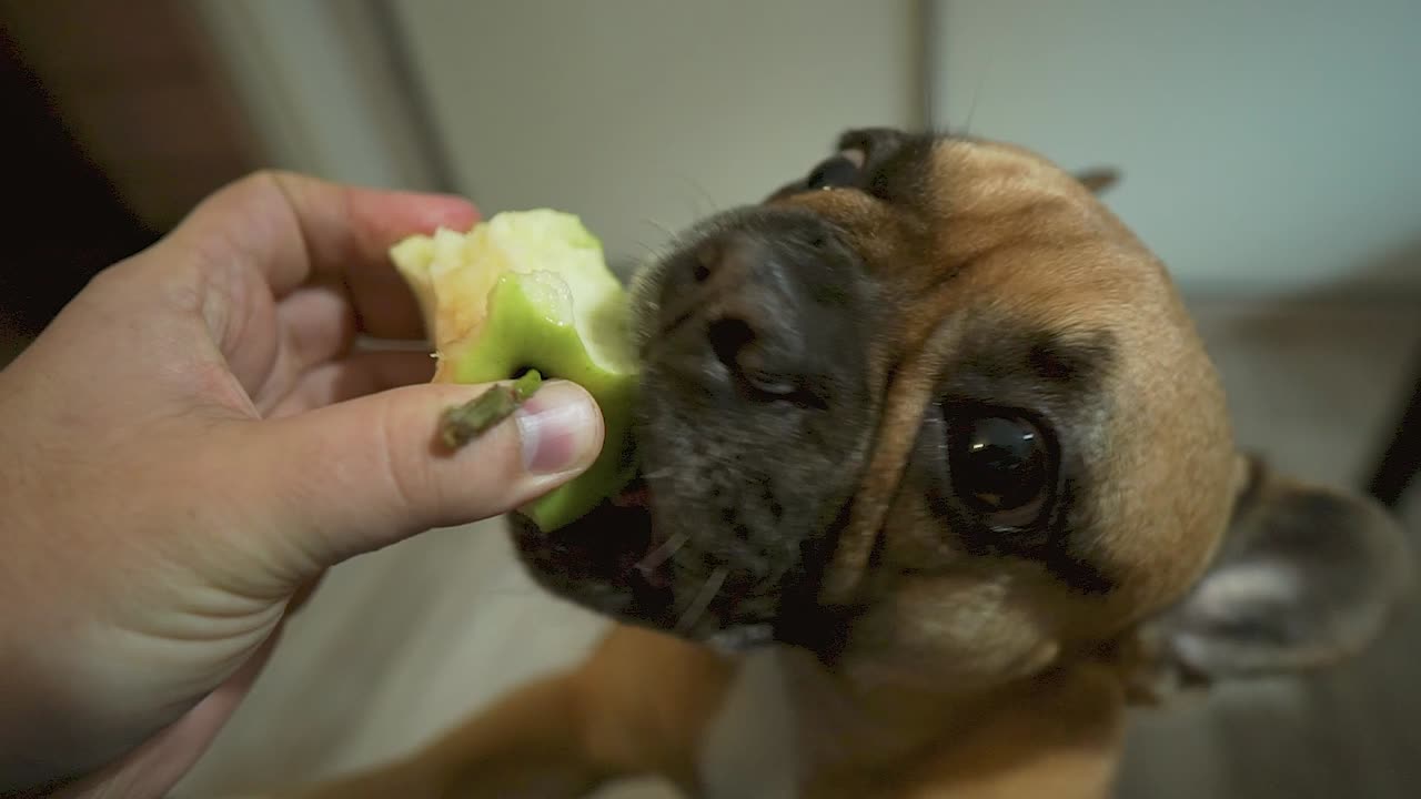 Franse Bulldog, hond eet een appel uit je hand, de hond een groene appel voeren