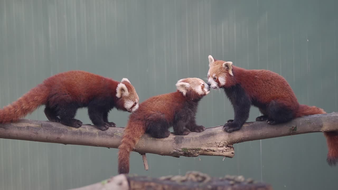 Panda rossi su un ramo