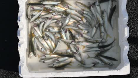 fresh fish in a white container