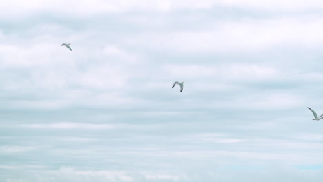 3-Gaviotas-Volando-A-Cámara-Lenta-A-Través-Del-Mar-En-Cornwall,-Bude,-Inglaterra