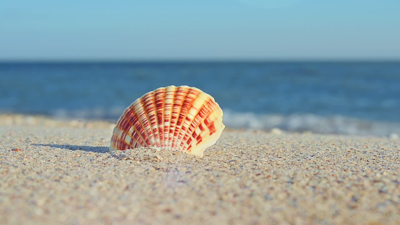 Cockleshells on sand against the background of waves. Shooting on the beach