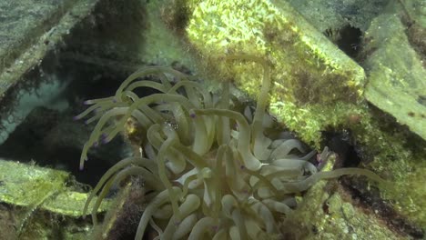 anemone on airplane wreck