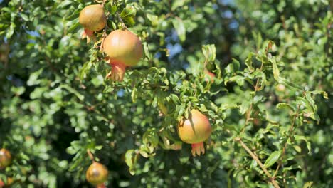 Pomegranate tree