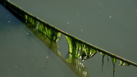 Contaminación-Del-Océano,-Basura-En-El-Agua