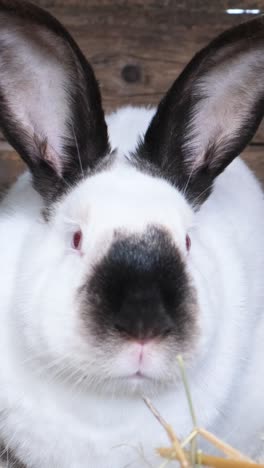 white adult bunny on the farm. vertical video