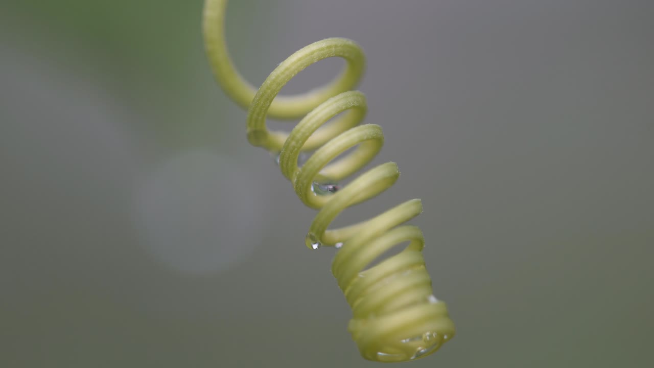 초록색 곱슬 가지 의 나선형 사슬