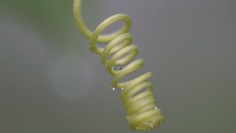 spiral chain of green curly twig