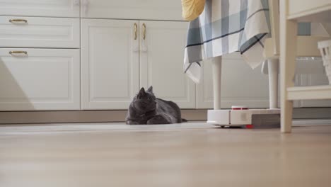 adult gray cat watching a robot vacuum cleaner cleaning the floor in the house, white robotic vacuum cleaner work on wooden floor with laminate in apartment room.