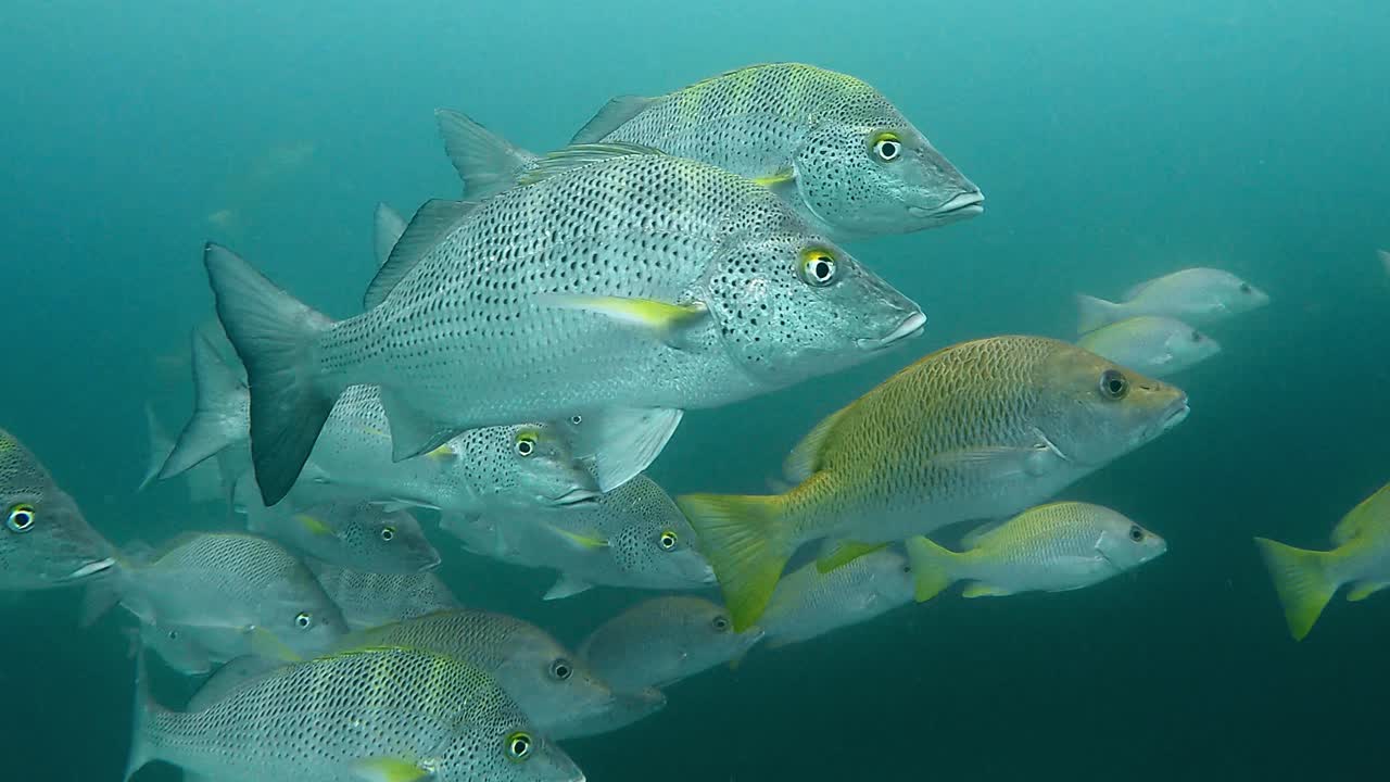 Closeup Of School Of Graybar Grunt Fish (Haemulon Sexfasciatum) Swimming In The Ocean. - underwater