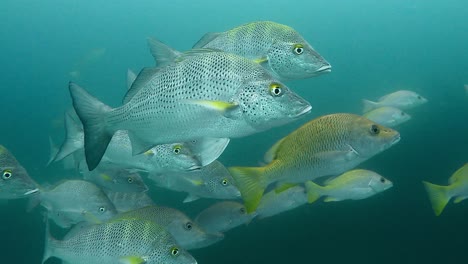 closeup of school of graybar grunt fish (haemulon sexfasciatum) swimming in the ocean. - underwater
