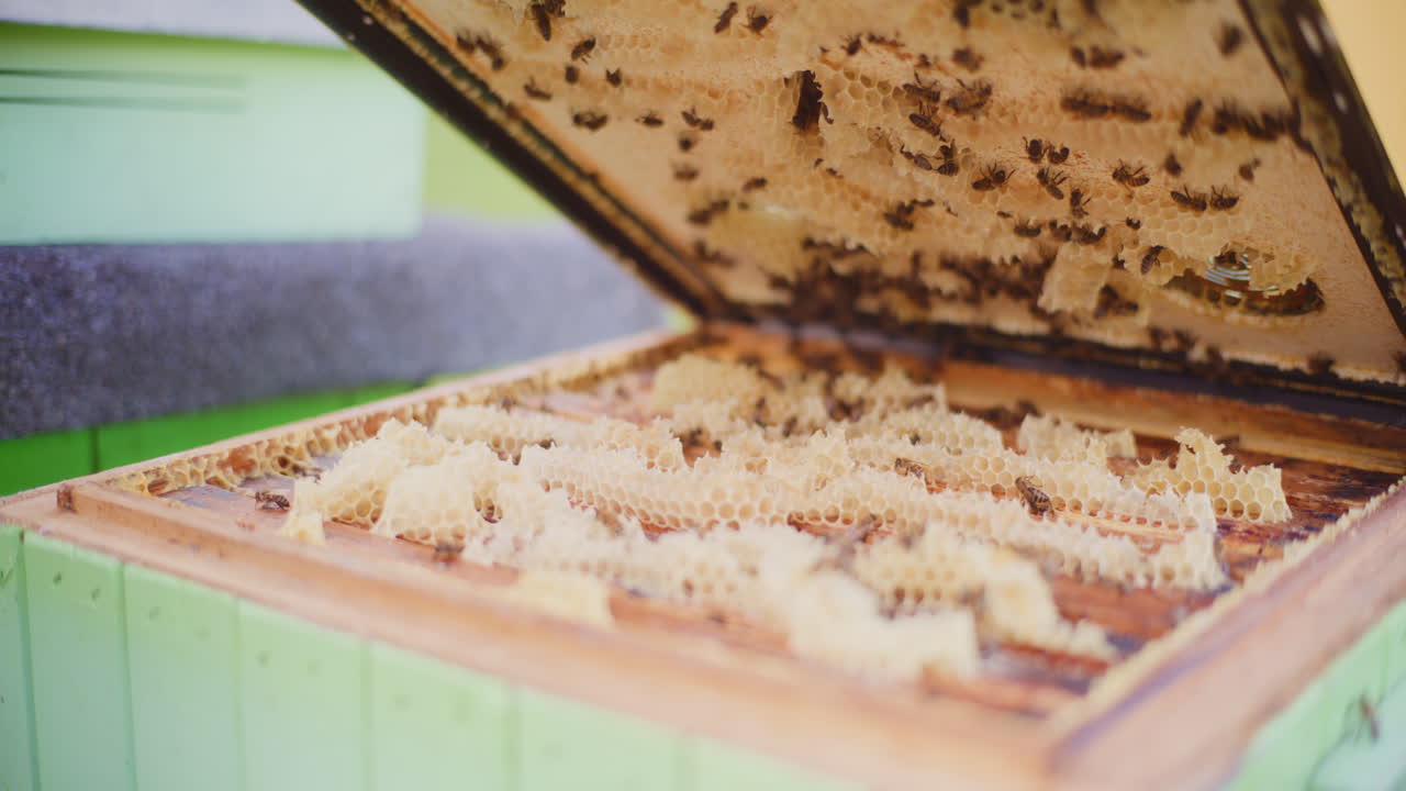 A beekeeper opens a hive in which bees are busy working, producing honey.