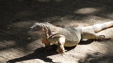 hermosa iguana colorida caminando por un camino de cemento