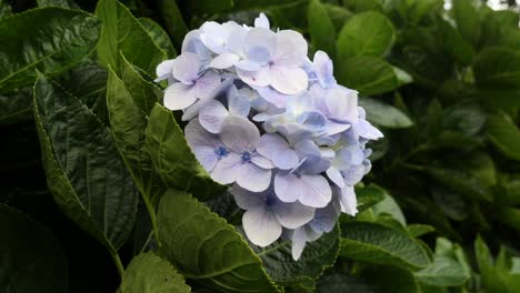 blue hydrangea flower blooming in a flower garden in cebu in the philippines