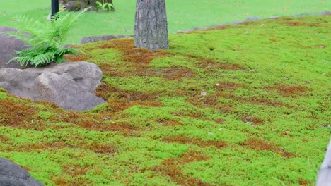 en los templos de japón se cultiva y cuida el musgo con mucha atención y dedicación durante todo el año