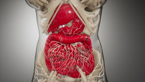 human digestive system parts and functions