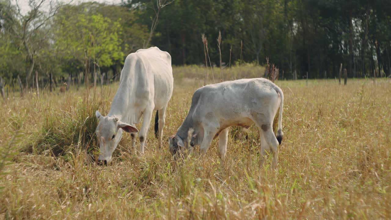 Mucca con una giovenca che pascola in un campo al mattino.