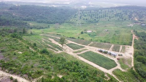 Drone-shots-of-a-pineapple-plantation-near-Rawang-in-Malaysia,-UHD-4