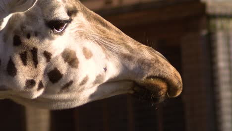 giraffe close up slow motion