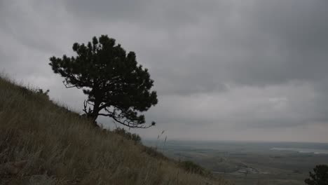 cloudy grey hike with singular tree on the rocky mountainside