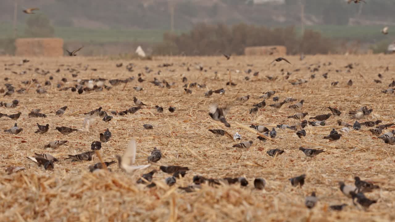 Una bandada de palomas aterriza en un campo de maíz cosechado y recoge semillas.