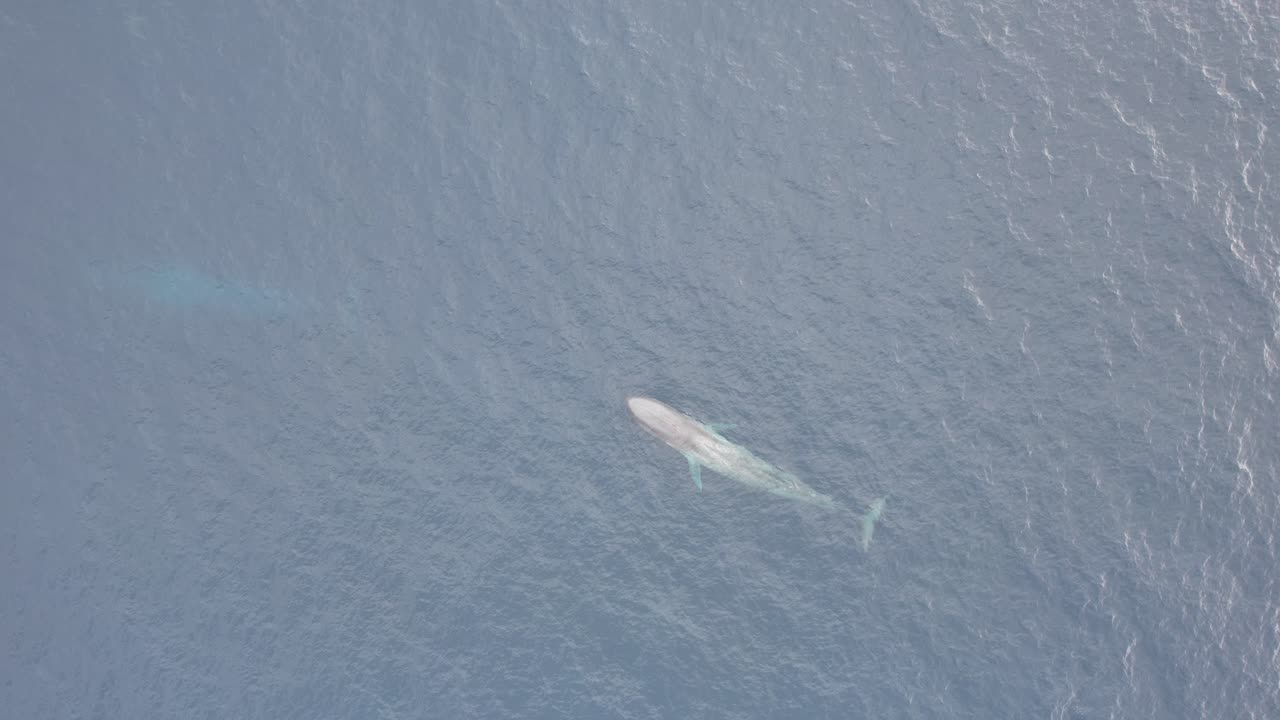 서부 오스트레일리아의 바다에서 수영하는 두 개의 파란 고래가 숨을 쉬기 위해 올라오고, 한 마리의 고래가 올라오기 위해 회전합니다.