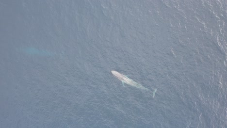 zwei blaue wale schwimmen im ozean von westaustralien und kommen zum atmen, wo ein wal sich umdreht, um nach oben zu kommen