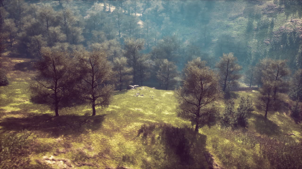 vista aérea de un bosque exuberante con niebla