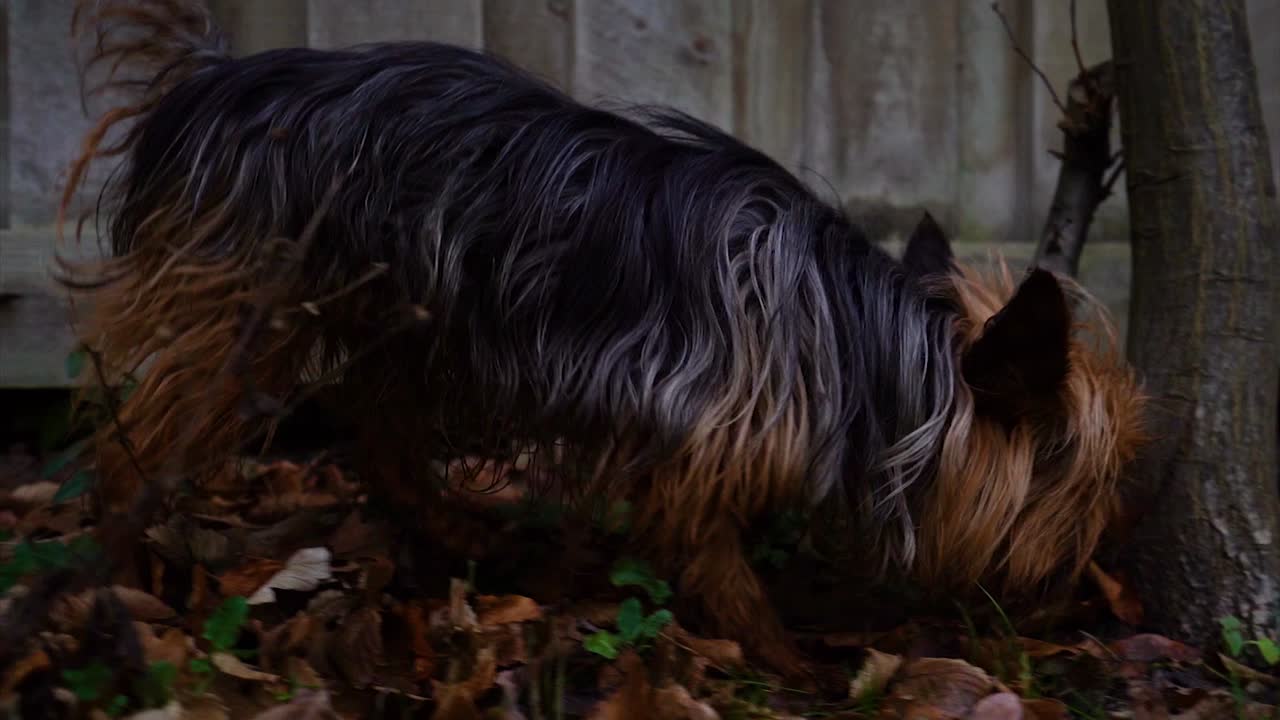 Un giovane Yorkshire Terrier curioso annusa l'erba nel giardino sul retro al rallentatore