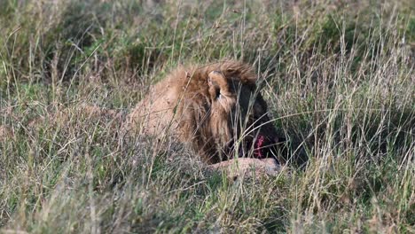 Un-León-Macho-Se-Come-A-Su-Presa-En-La-Reserva-Nacional-Masai-Mara-En-Kenia.