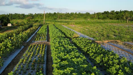 jardín de girasoles jóvenes creciendo en una plantación en virac, catanduanes, filipinas