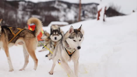 一支狗雪橇队正在准备在雪地环境中跑步,速度缓慢