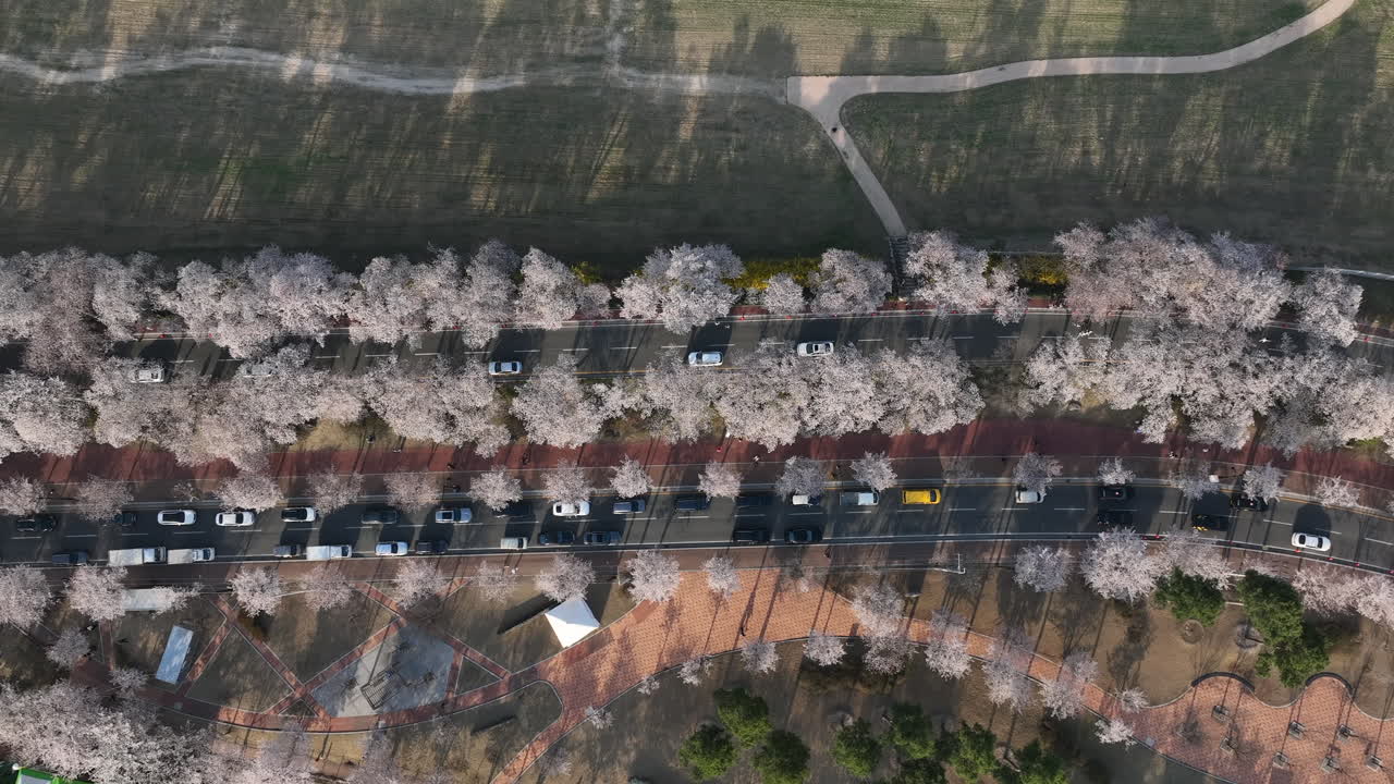 남한의 주 (heungmu-ro-gil) 의 한 도로를 가로지르는 꽃나무.