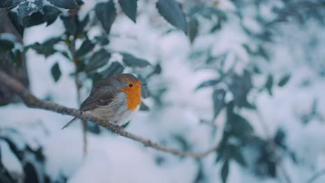 Adorable-Petirrojo-Inglés-Regordete-Encaramado-En-Un-Hermoso-Paisaje-Invernal,-Enfoque