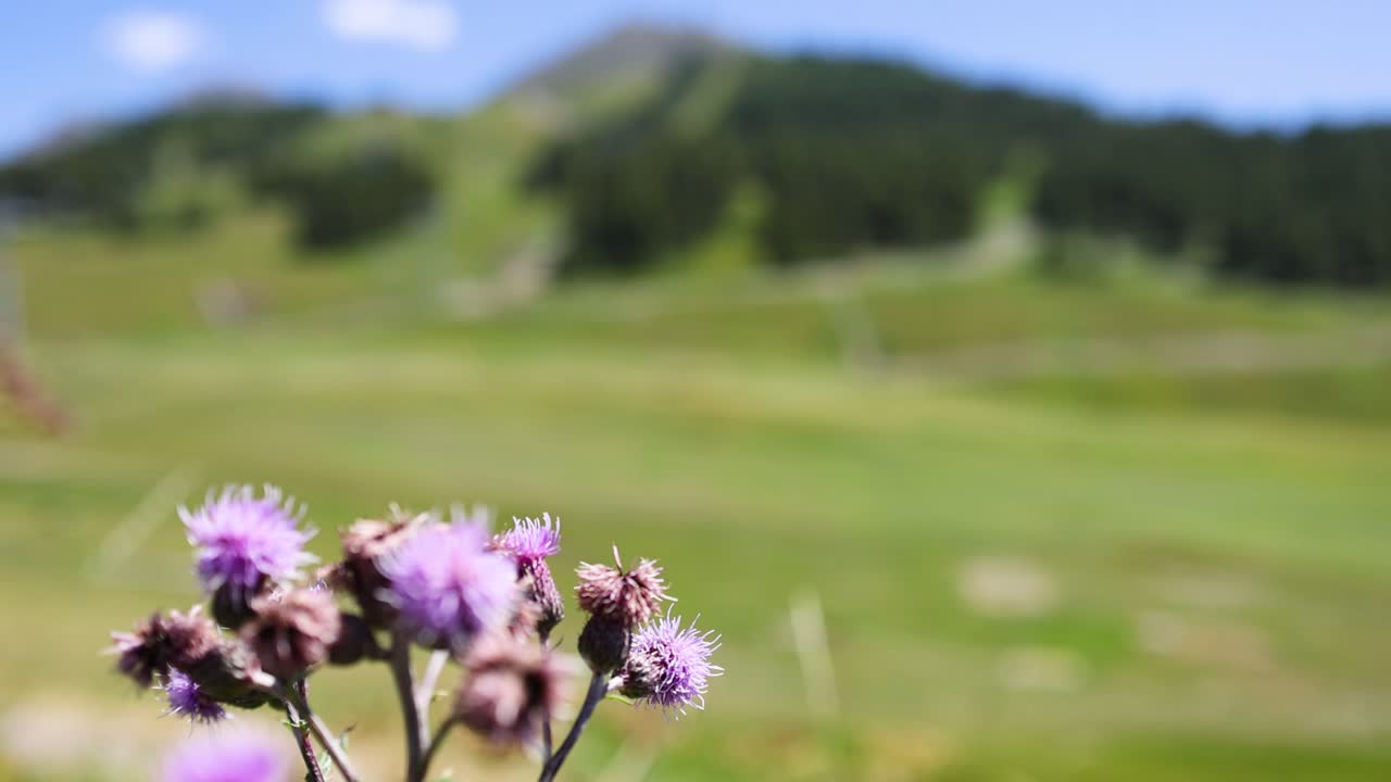 flor de cardo con un fondo de campo borroso