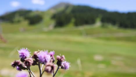 thistle flower with blurred countryside background