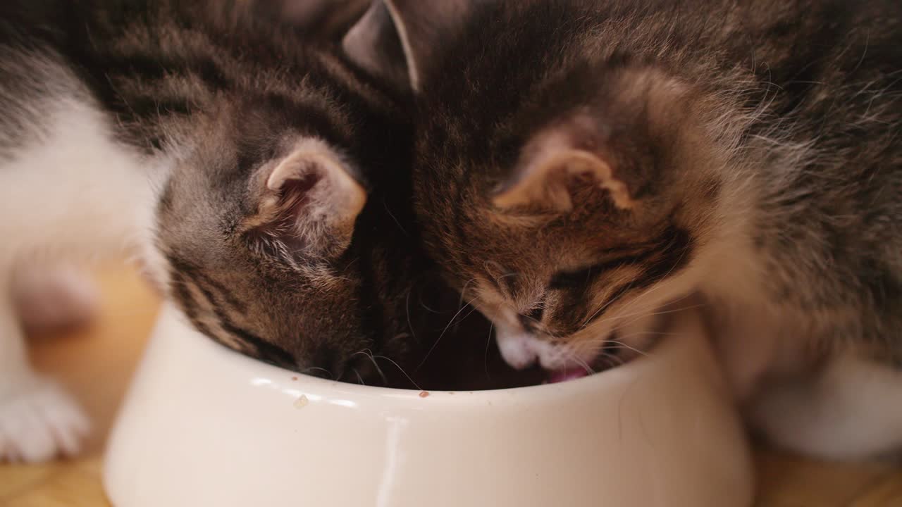 Gattini che mangiano insieme da una ciotola