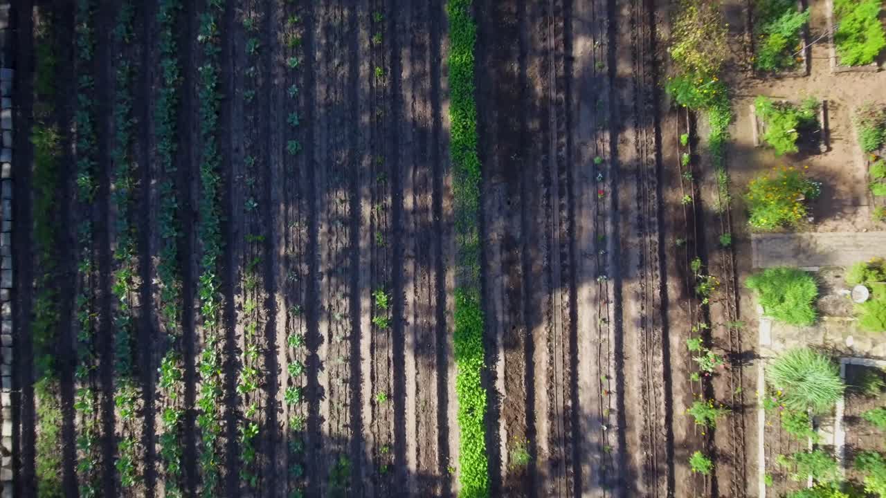 antena: vista de pájaro se levanta de un pequeño campo de verduras que crecen dentro de un área llena de árboles